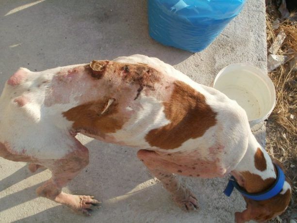 Ζητούν τη βοήθεια μας για να σωθεί το κυνηγόσκυλο που κάποιοι εγκατέλειψαν στη Ρόδο